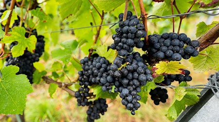 Wein wird in Thüringen auf einer Fläche von 138 Hektar angebaut. (Archivfoto) / Foto: Jacob Schröter/dpa