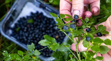 Blaubeeren werden gern in Thüringens Wäldern gesammelt. (Archivbild) / Foto: Michael Reichel/dpa-Zentralbild/dpa