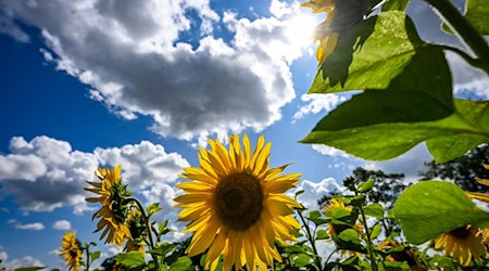 Die Sonnenscheindauer in Thüringen lag im August mit 255 Stunden rund 33 Prozent über dem langjährigen Mittel. (Symbolbild) / Foto: Jens Kalaene/dpa