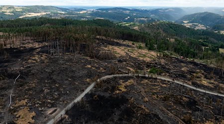 Das Feuer auf der Saalfelder Höhe war der größte bekannte Waldbrand in Thüringen seit Jahrzehnten. (Archivbild) / Foto: Michael Reichel/dpa