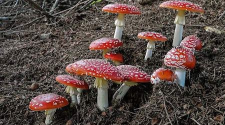 Warum gilt der Fliegenpilz in vielen Kulturen als mystischer Pilz?