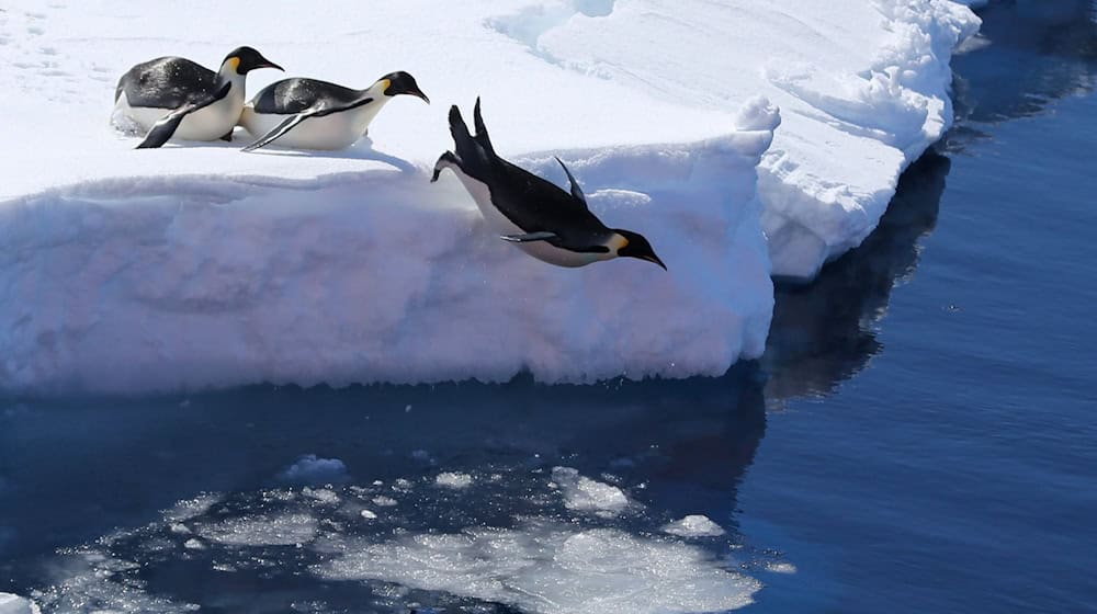 Die Vogelgrippe bedroht nach Einschätzung von Forschern auch Pinguine. (Archivbild) / Foto: Liu Shiping/Xinhua/dpa