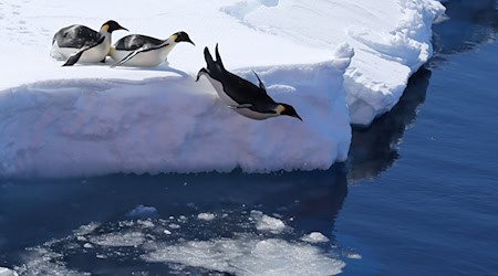 Die Vogelgrippe bedroht nach Einschätzung von Forschern auch Pinguine. (Archivbild) / Foto: Liu Shiping/Xinhua/dpa