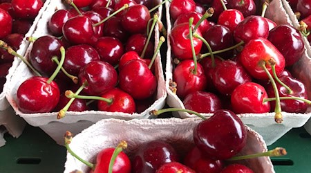 Die Kirschernte in Thüringen war in diesem Jahr ertragreich. (Symbolfoto) / Foto: Christian Böhmer/dpa