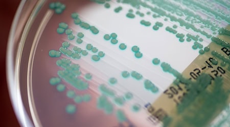 Multiresistente Keime sind auf dem Vormarsch. (Symbolbild) / Foto: Armin Weigel/dpa