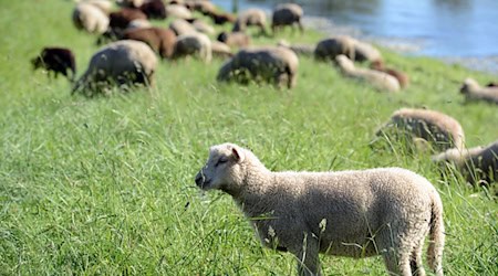 Schäfer wollen ihre Herden auf Deichen weiden lassen. (Symbolbild) / Foto: Patrick Seeger/dpa