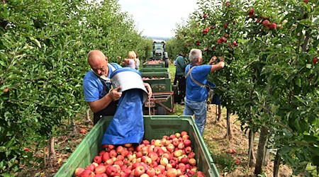 Gute Obsternte in diesem Jahr in Thüringen.  / Foto: Martin Schutt/dpa