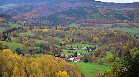 Besonders waldreich sind die Landkreise Schmalkalden-Meiningen, Saalfeld-Rudolstadt und der Wartburgkreis. (Symbolbild) / Foto: Martin Schutt/dpa