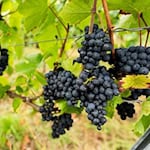 In Thüringen beginnt in diesen Tagen die Weinlese. (Archivbild) / Foto: Jacob Schröter/dpa