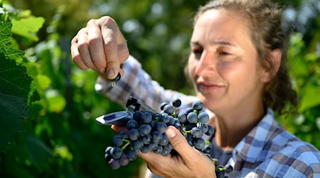 Im Weingebiet Freyburg-Unstrut hat die Hauptlese begonnen. (Archivbild) / Foto: Hendrik Schmidt/dpa