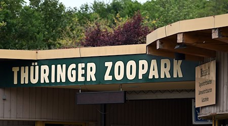 Der Erfurter Zoo wappnet sich gegen die Vogelgrippe. (Archivbild) / Foto: Martin Schutt/dpa