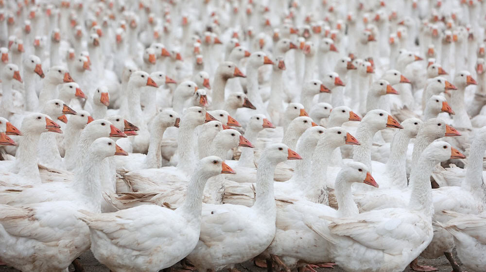 Zuchtgänse sind in der Herbst- und Weihnachtszeit gefragt. (Archivfoto) / Foto: Matthias Bein/dpa