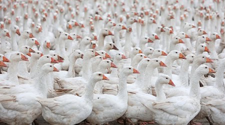Zuchtgänse sind in der Herbst- und Weihnachtszeit gefragt. (Archivfoto) / Foto: Matthias Bein/dpa