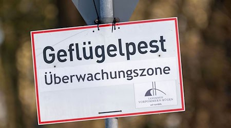 Nach dem Ausbruch der Geflügelpest in Ostthüringen gelten Sperr- und Überwachungszonen. (Symbolbild) / Foto: Stefan Sauer/dpa