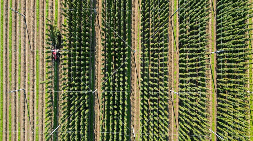 Die diesjährige Hopfenernte in der Hopfenregion Elbe-Saale neigt sich dem Ende.  / Foto: Jan Woitas/dpa