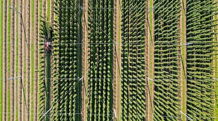Die diesjährige Hopfenernte in der Hopfenregion Elbe-Saale neigt sich dem Ende.  / Foto: Jan Woitas/dpa