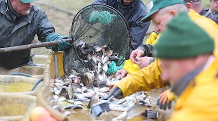 Karpfen gehören zur den Süßwasserfischen, die in Thüringen für den Verkauf herangezogen werden. / Foto: Bodo Schackow/dpa