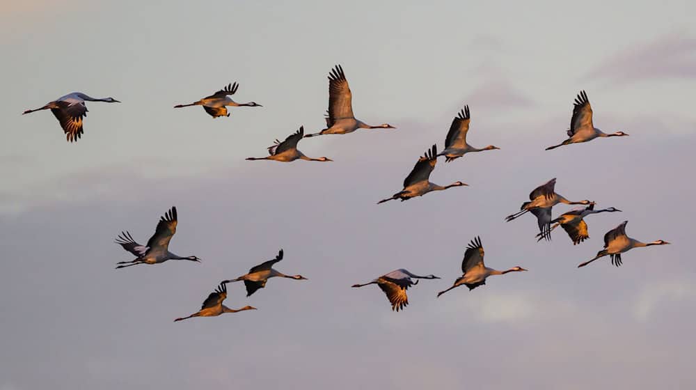 Der herbstliche Vogelzug ist in Thüringen zu beobachten (Symbolbild)  / Foto: Patrick Pleul/dpa