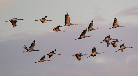 Der herbstliche Vogelzug ist in Thüringen zu beobachten (Symbolbild)  / Foto: Patrick Pleul/dpa