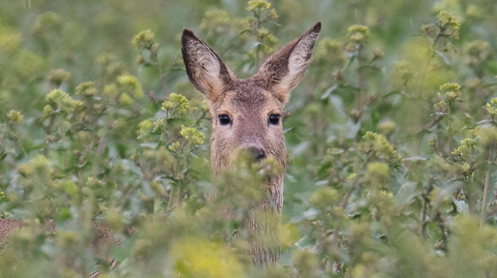 Im thüringischen Manebach sucht die Polizei nach Wilddieben. (Symbolbild) / Foto: Boris Roessler/dpa