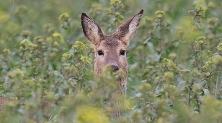 Im thüringischen Manebach sucht die Polizei nach Wilddieben. (Symbolbild) / Foto: Boris Roessler/dpa