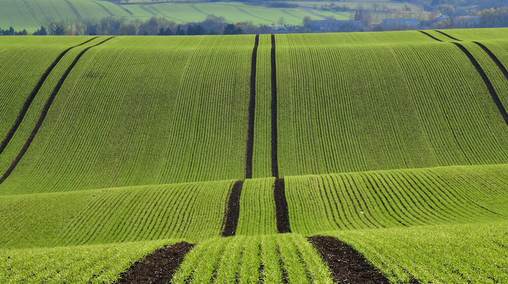 Die Preise für landwirtschaftliche Flächen blieben stabil. (Archivbild) / Foto: Martin Schutt/dpa-Zentralbild/dpa