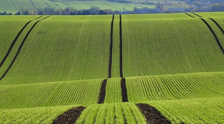 Die Preise für landwirtschaftliche Flächen blieben stabil. (Archivbild) / Foto: Martin Schutt/dpa-Zentralbild/dpa