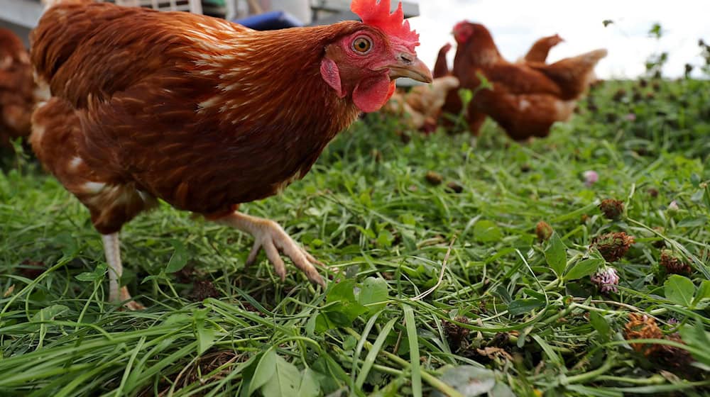 Wegen des Vogelgrippe-Virus gilt im Kreis Saalfeld-Rudolstadt ab Freitag ein Verkaufsverbot für Lebendgeflügel. (Symbolbild) / Foto: Daniel Karmann/dpa post-slider