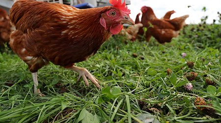 Wegen des Vogelgrippe-Virus gilt im Kreis Saalfeld-Rudolstadt ab Freitag ein Verkaufsverbot für Lebendgeflügel. (Symbolbild) / Foto: Daniel Karmann/dpa