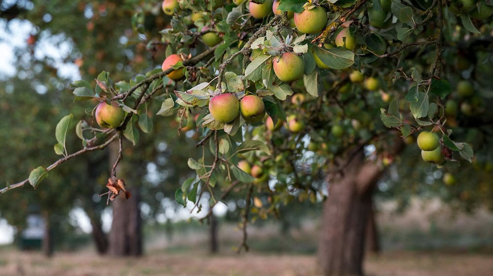 In vielen Thüringer Städten dürfen Bürger Obst von städtischen Bäumen ohne Erlaubnis pflücken. Doch nicht überall ist das erlaubt. (Archivbild) / Foto: Daniel Vogl/dpa