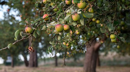 In vielen Thüringer Städten dürfen Bürger Obst von städtischen Bäumen ohne Erlaubnis pflücken. Doch nicht überall ist das erlaubt. (Archivbild) / Foto: Daniel Vogl/dpa