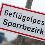 Am Stausee Kelbra wurden zahlreiche tote Kraniche entdeckt. (Symbolbild) / Foto: Stefan Sauer/dpa-Zentralbild/dpa