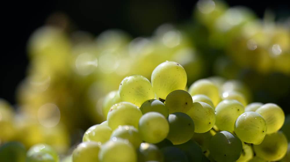 Die Weinlese steht kurz vor dem Abschluss. Die Winzer sind bislang zufrieden mit der Ernte. (Archivbild) / Foto: Hendrik Schmidt/dpa