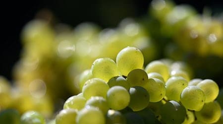 Die Weinlese steht kurz vor dem Abschluss. Die Winzer sind bislang zufrieden mit der Ernte. (Archivbild) / Foto: Hendrik Schmidt/dpa