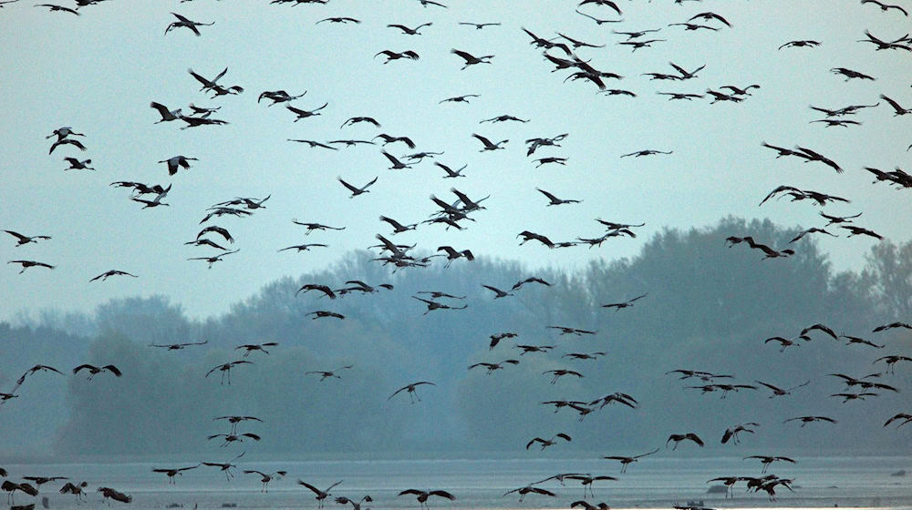 Vor Ort gibt der NABU Thüringen den Teilnehmenden Tipps. (Archivbild) / Foto: picture alliance / Martin Schutt/dpa-Zentralbild/dpa