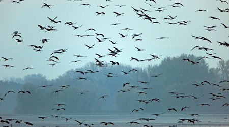 Vor Ort gibt der NABU Thüringen den Teilnehmenden Tipps. (Archivbild) / Foto: picture alliance / Martin Schutt/dpa-Zentralbild/dpa