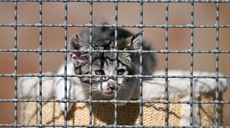 In Thüringen finden sich unter den ausgesetzten Tieren immer wieder viele Katzen. (Archivbild) / Foto: Martin Schutt/dpa