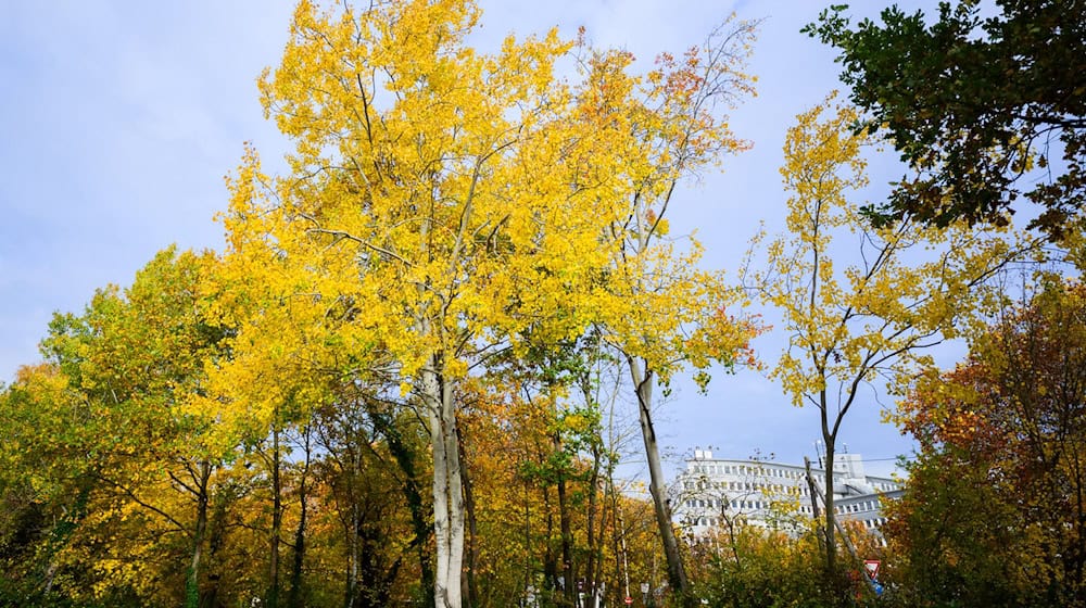 Die Zitterpappel - der Baum des Jahres - ist in Thüringen eher selten zu finden. (Symbolbild) / Foto: Julian Stratenschulte/dpa