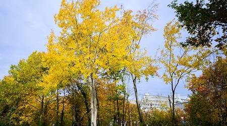 Die Zitterpappel - der Baum des Jahres - ist in Thüringen eher selten zu finden. (Symbolbild) / Foto: Julian Stratenschulte/dpa