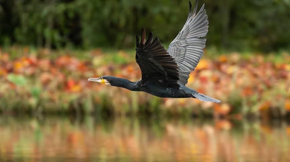 In Thüringen werden jährlich mehr als 1.000 Kormorane abgeschossen. (Symbolbild) / Foto: Silas Stein/dpa