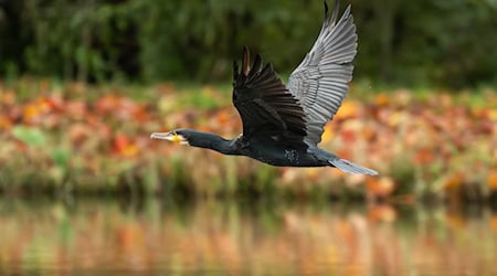 In Thüringen werden jährlich mehr als 1.000 Kormorane abgeschossen. (Symbolbild) / Foto: Silas Stein/dpa
