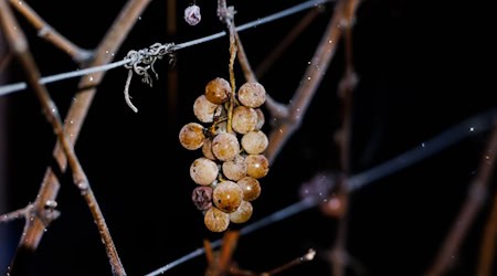 Beim Eiswein sind die Beeren gefroren.  / Foto: Philipp von Ditfurth/dpa