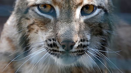 Bei den Thüringen Luchsen ist das zweite Mal in diesem Jahr Nachwuchs festgestellt worden (Archivbild). / Foto: Martin Schutt/dpa-Zentralbild/dpa