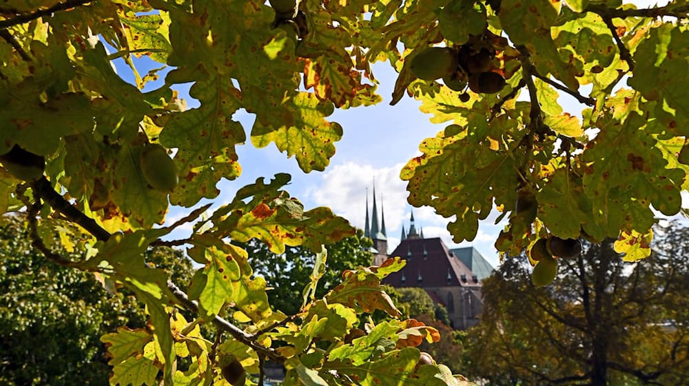 Das Wetter war im Herbst in Thüringen mild. (Symbolbild) / Foto: Martin Schutt/dpa