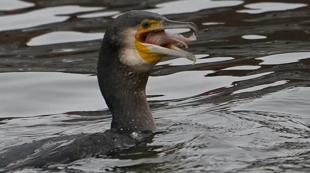 Kormorane, aber auch andere tierische Fischjäger wie der Otter bereiten dem Landesanglerverband Thüringen Sorgen. (Archivbild) / Foto: Marcus Brandt/dpa