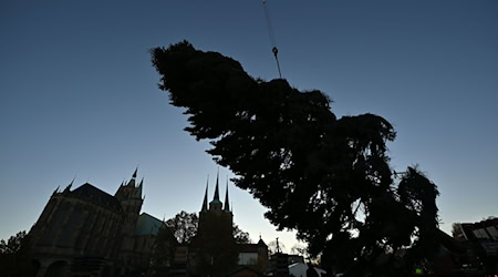 Die Vorbereitungen für den 175. Erfurter Weihnachtsmarkt laufen: Hier wird der Weihnachtsbaum aufgestellt. / Foto: Martin Schutt/dpa