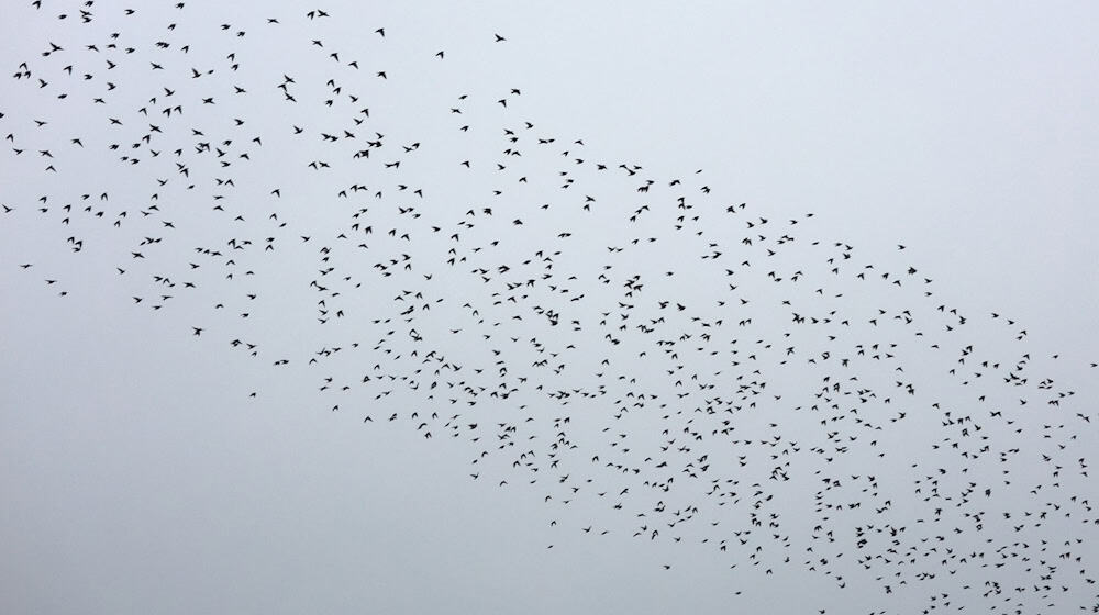 Bei um die sechs Grad liegen laut Deutschem Wetterdienst heute die Höchsttemperaturen in Mitteldeutschland. (Symbolbild) / Foto: Matthias Bein/dpa