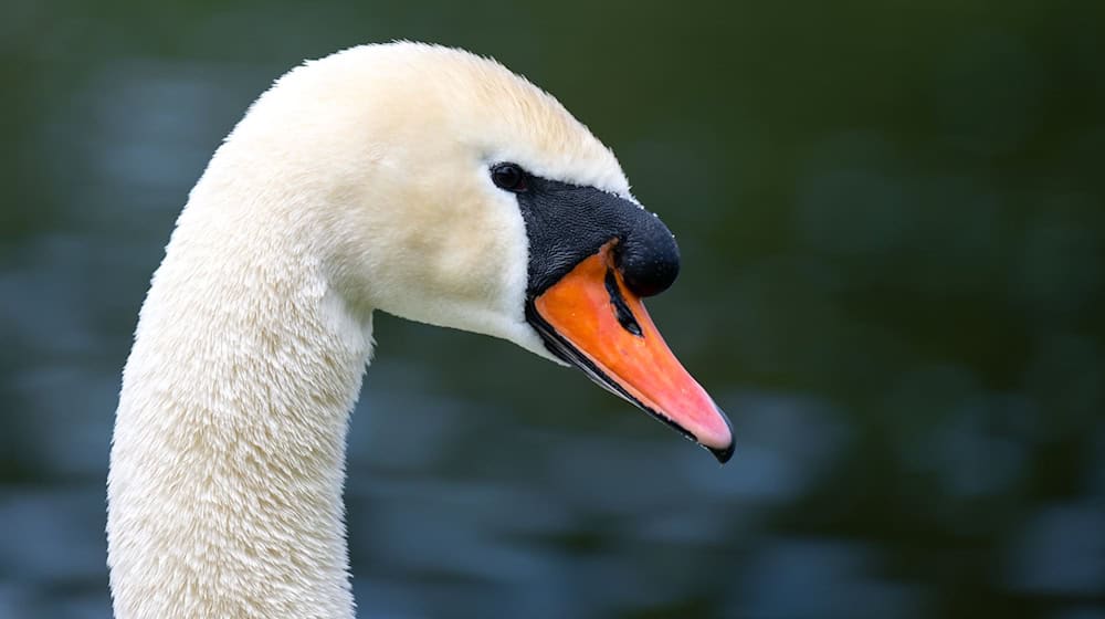 Beim Versuch, einem verletzten Schwan auszuweichen, kam es auf der A9 zu einem Verkehrsunfall. (Symbolbild) / Foto: Sven Hoppe/dpa