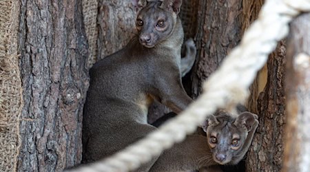 Das Brüderpaar Bodo und Ravo kam in einem niederländischen Zoo zur Welt.  / Foto: Michael Reichel/dpa