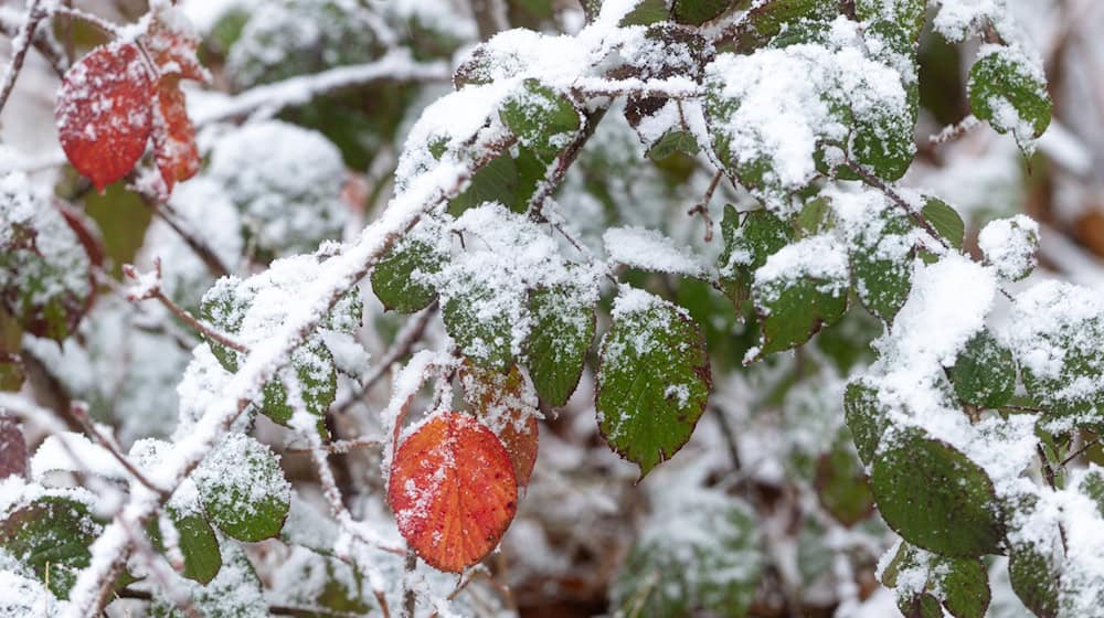 Im Thüringer Wald liegt bereits Schnee. (Symbolfoto) / Foto: Michael Reichel/dpa